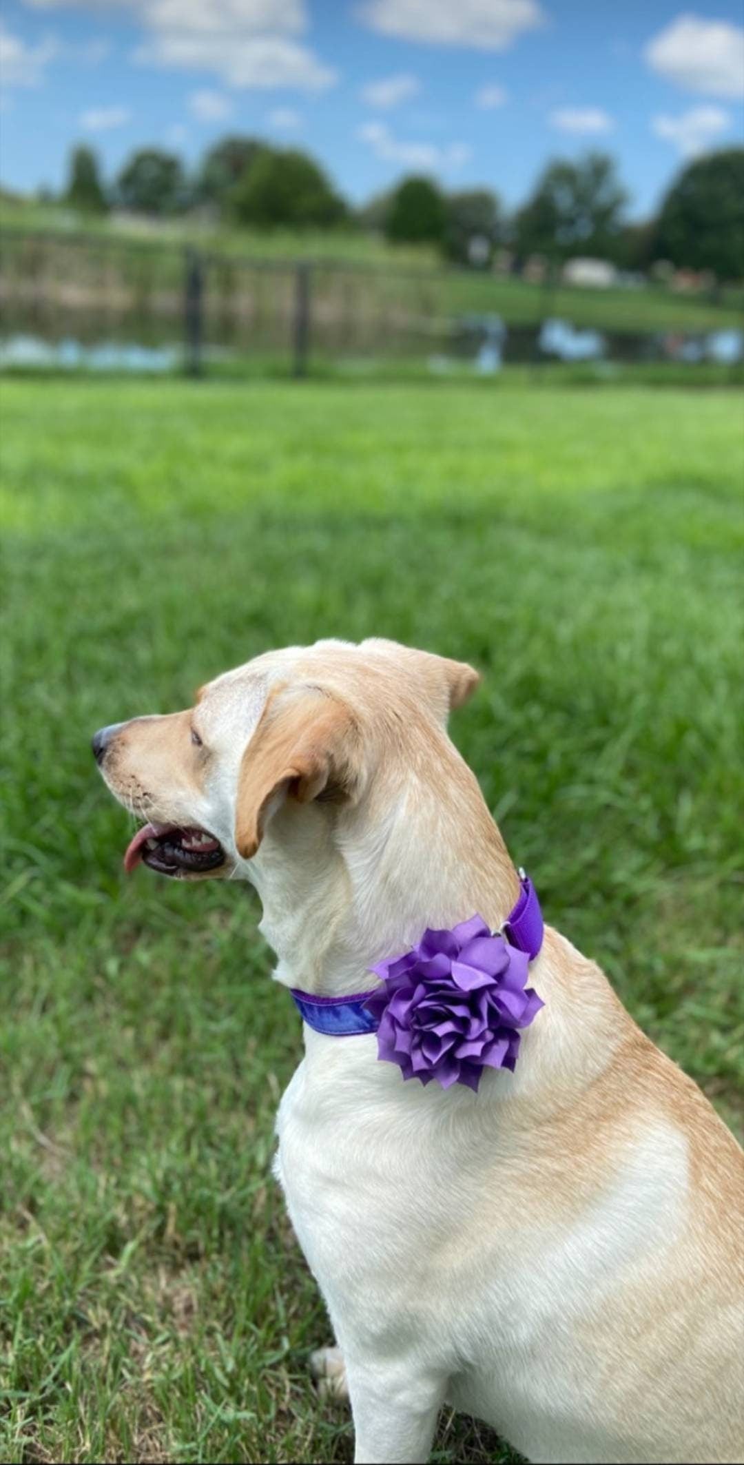 Dog Collar Flowers Multiple colors - Large size