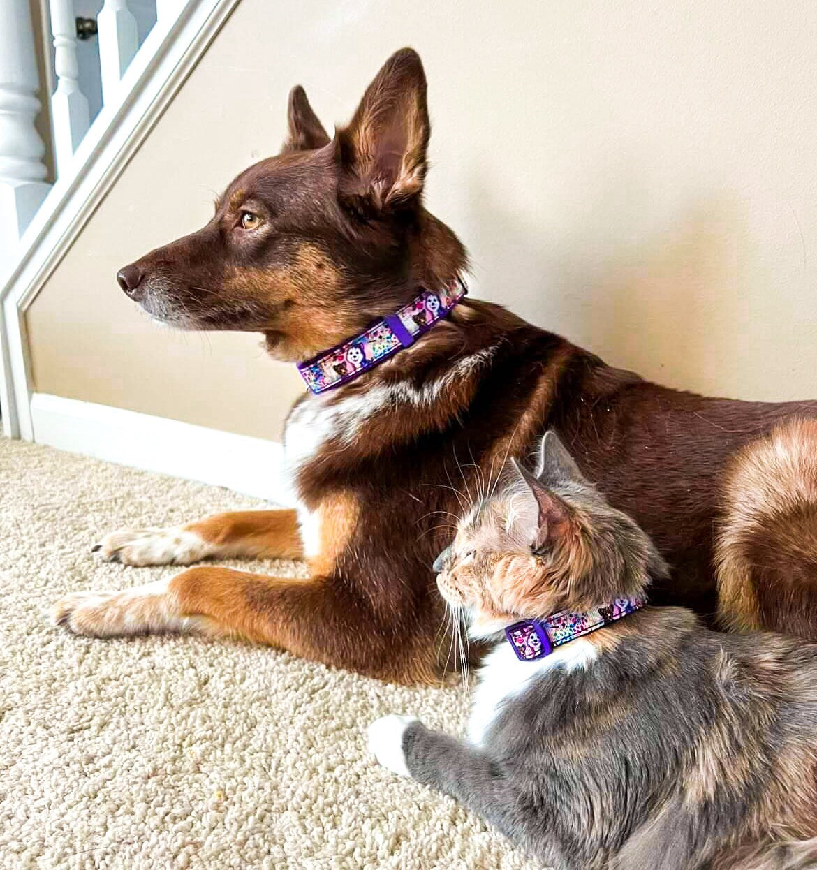 90's Vibes- Dog and cat collar