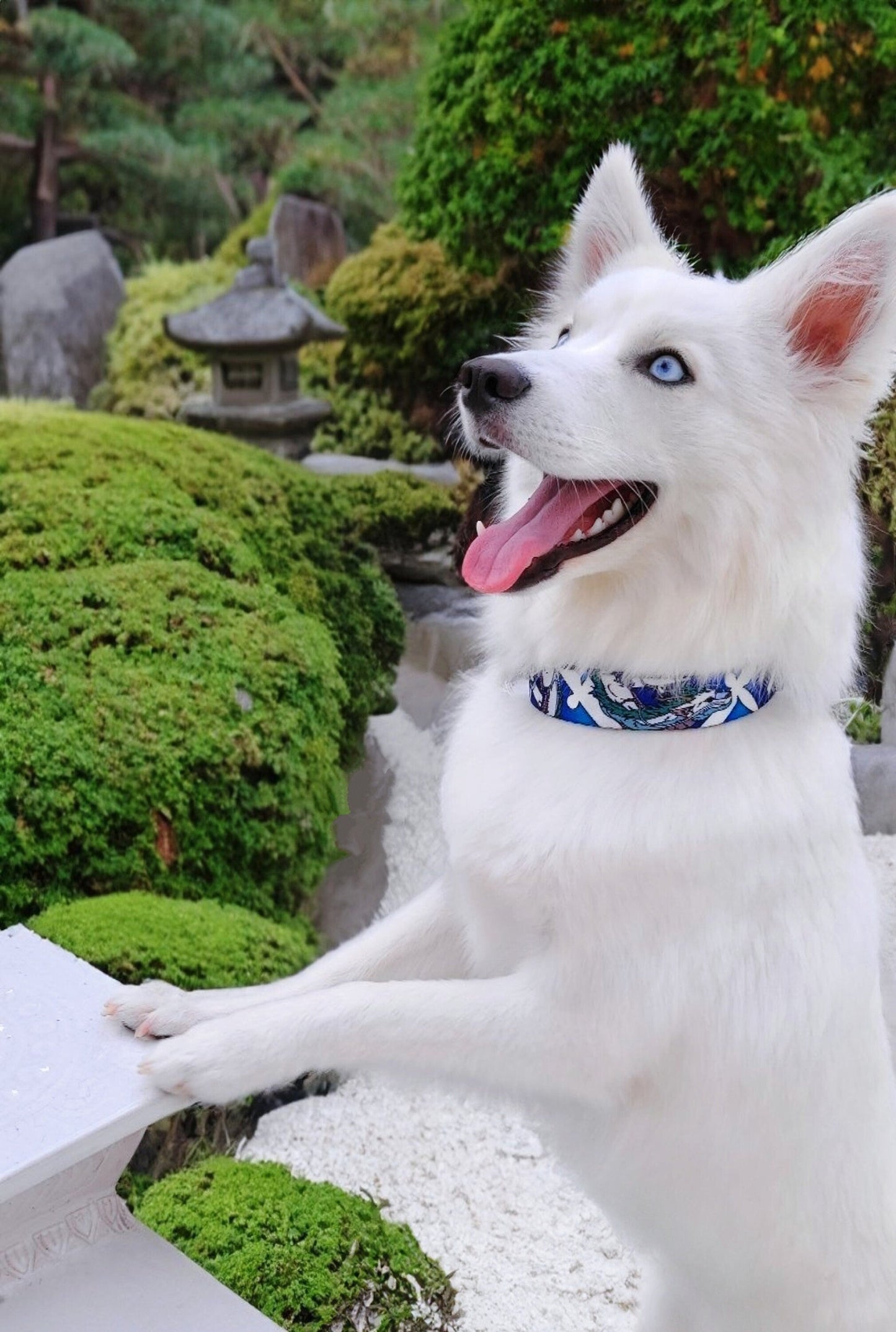 Spirited Dragon - Dog and cat collar