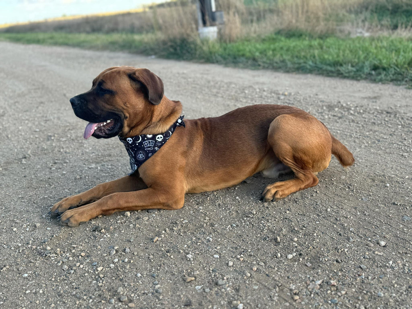 Tarot - Bandana Tie and Snap