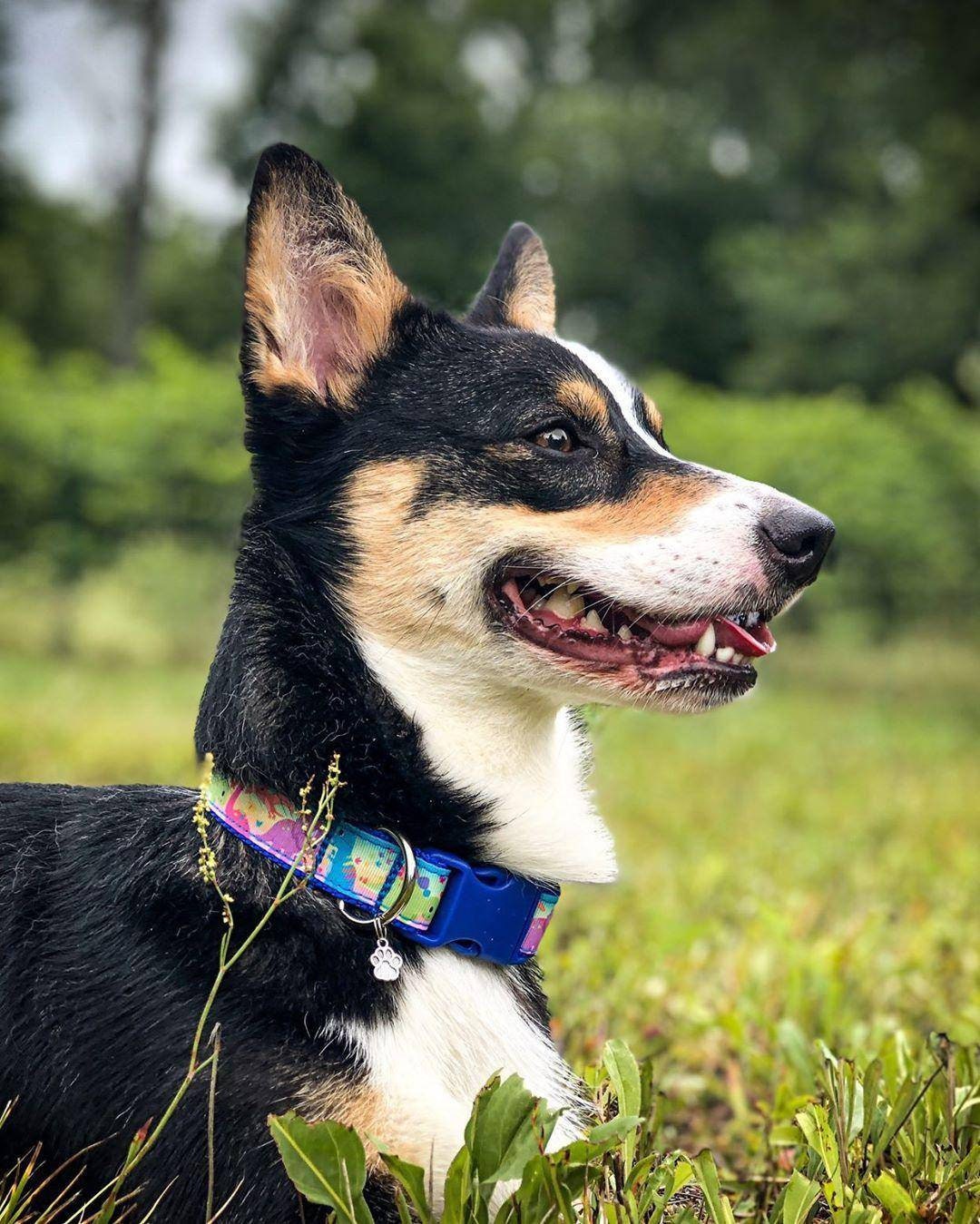 Dinosaur Dog Collar, Dino Dog Collar, Dinosaur cat Collar, Cute Dog Collar, Dino Cat Collar, Spring dog collar , Spring cat collar