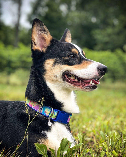 Dinosaur Dog Collar, Dino Dog Collar, Dinosaur cat Collar, Cute Dog Collar, Dino Cat Collar, Spring dog collar , Spring cat collar