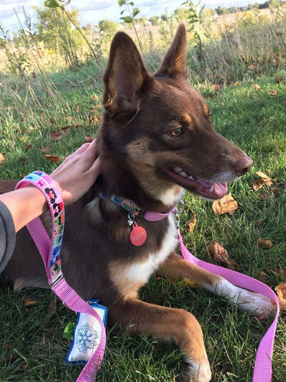 Matching dog leash