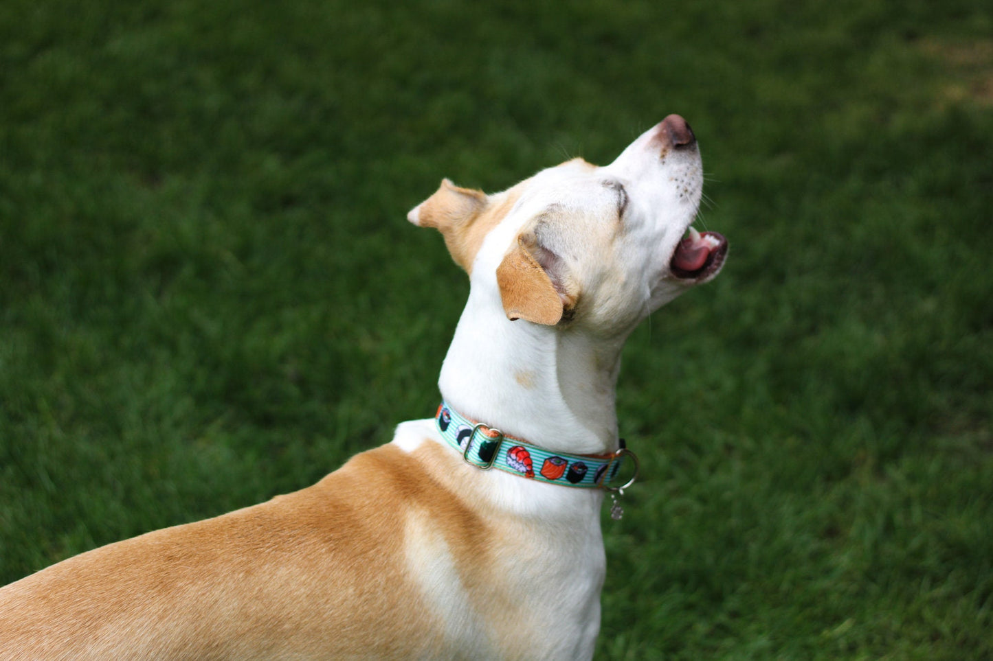 Sushi Collar, Food Dog Collar, Fish cat Collar, Ocean Dog Collar, Anime dog collar, Sushi Cat collar, Cute puppy kitten collar