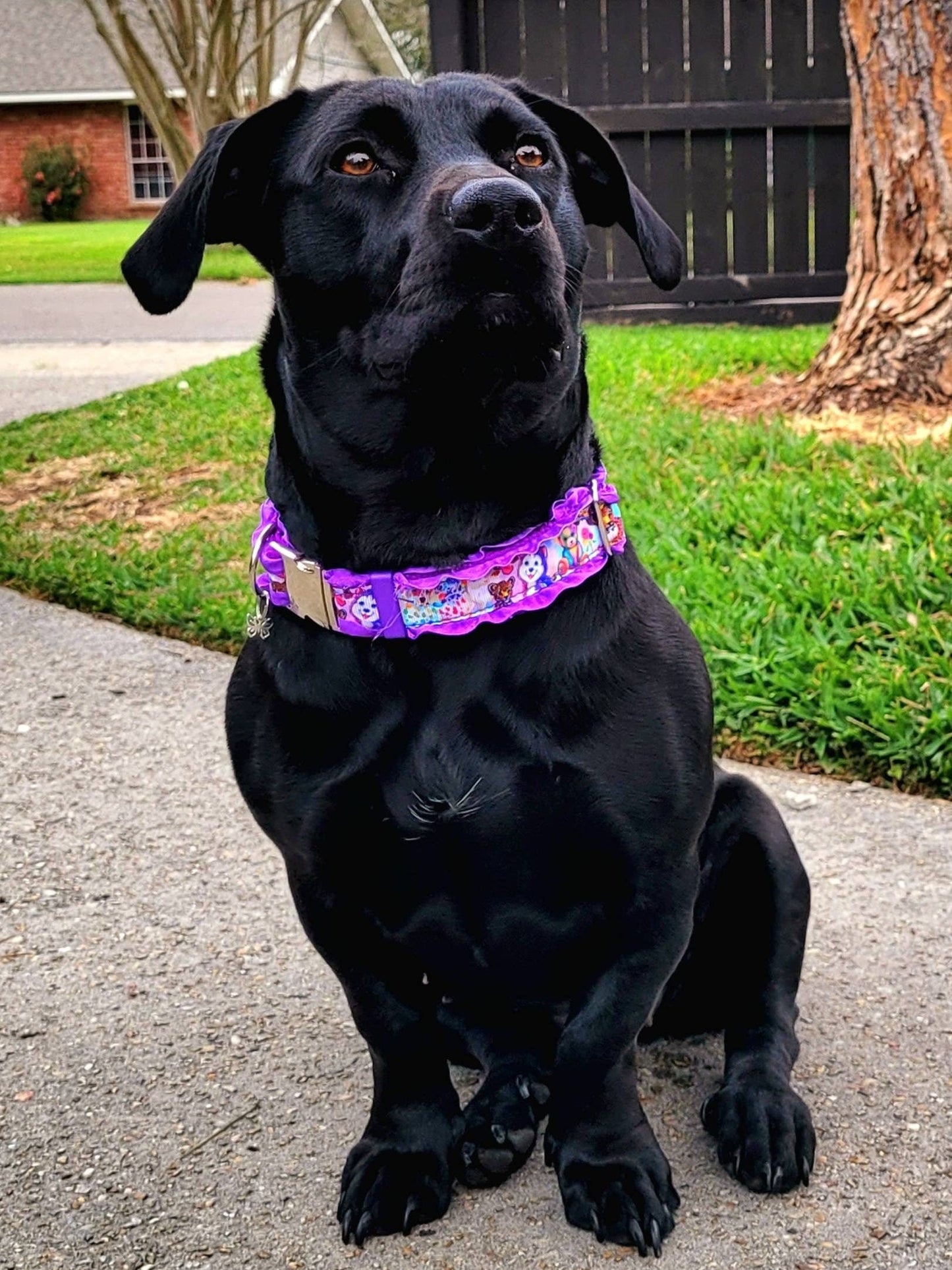 90's Vibes, Cute Dog collar, Girly Cat collar,90's themed, Purple dog collar, Rainbow collar, Adjustable dog collar