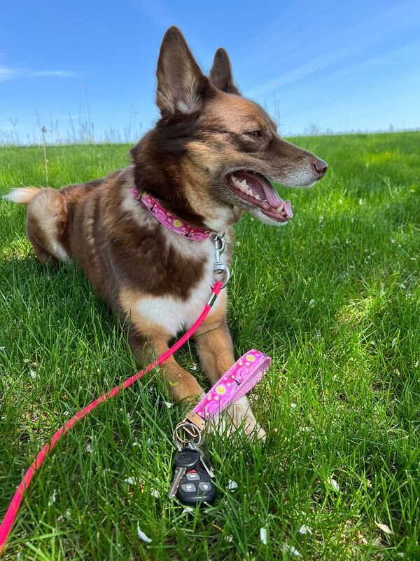 Pink Starry Night Dog Collar,Pink Dog Collar, Cat collar, Starry Night,Starry night cat collar,Girly dog collar