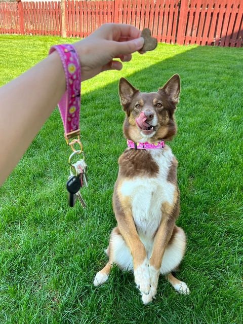 Pink Starry Night Dog Collar,Pink Dog Collar, Cat collar, Starry Night,Starry night cat collar,Girly dog collar