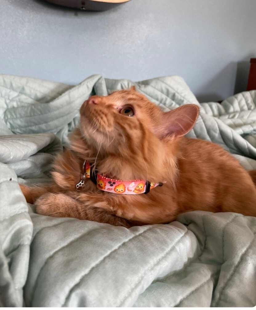 Fire Demon , Calcifer collar, Cat collar,Anime dog collar, Flame collar, Cat breakaway collar