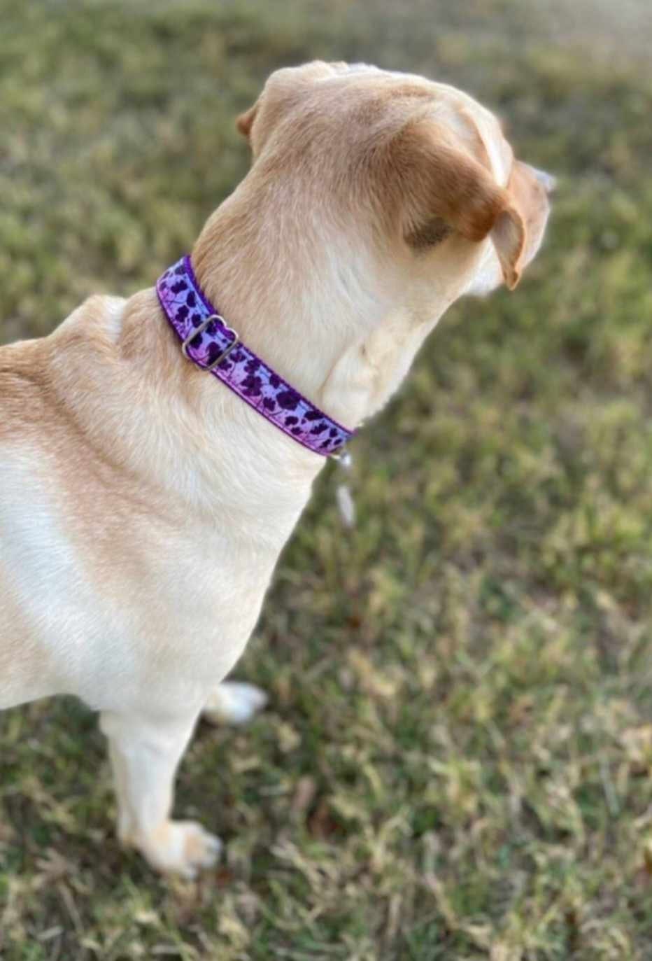 Purple poppy, Poppies dog collar, Poppy cat collar, Flower collar, Floral dog and cat collar, Purple collar, Girly dog collar, Pretty collar