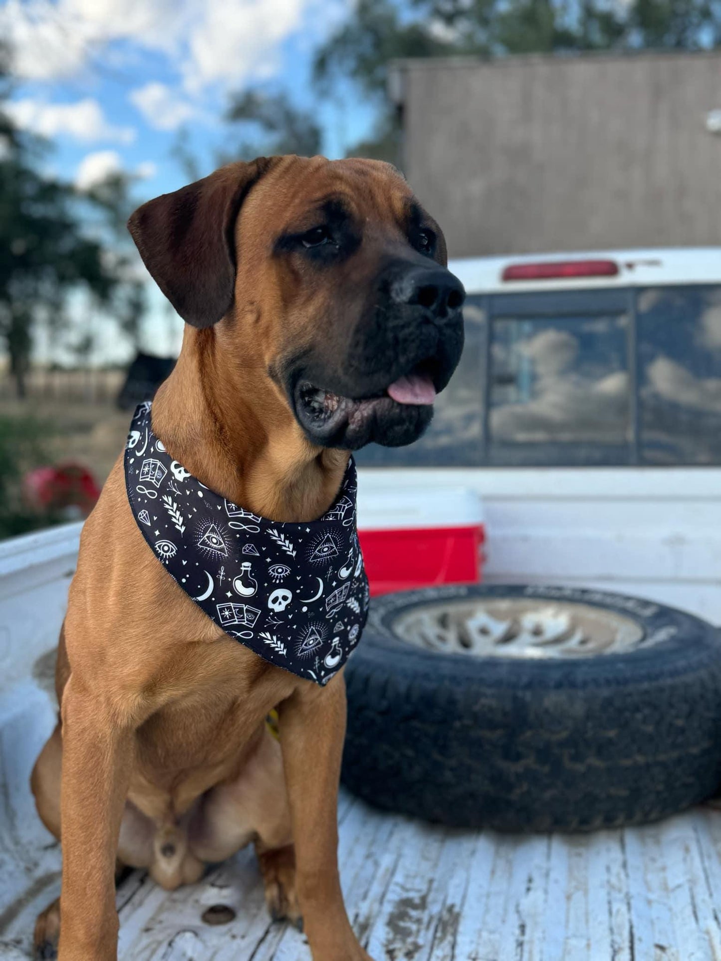 Moon and star Bandana,Tarot Bandana,Skull Bandana,Dog bandana , Witchy Bandana , Boho,Halloween, Cat bandana, Moon dog, Moon cat, Bandana