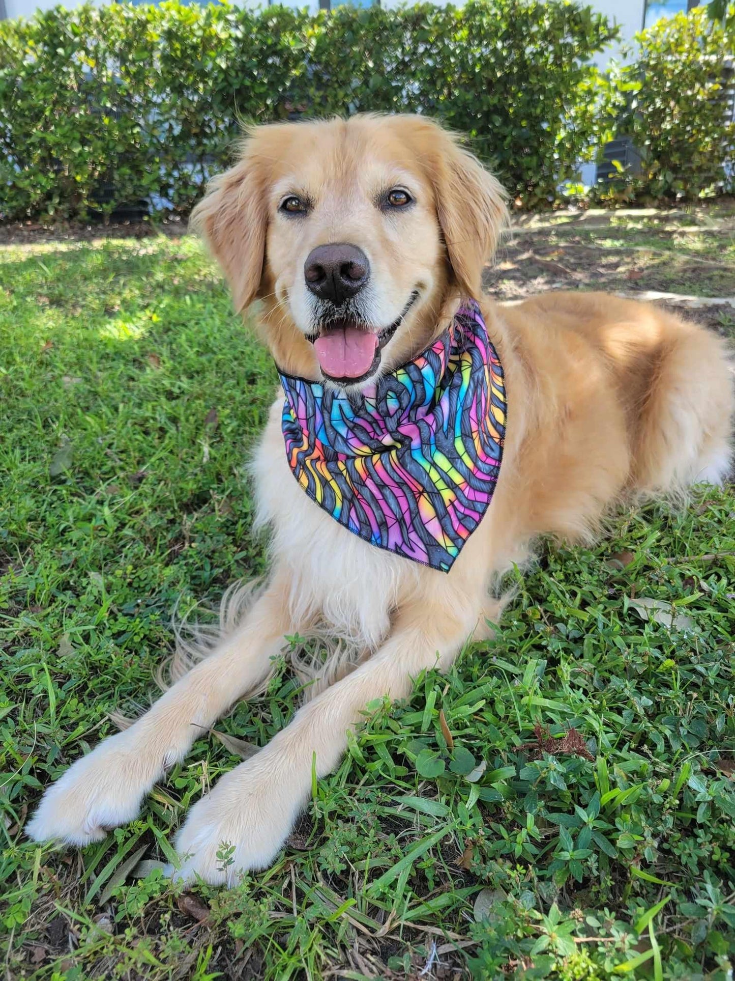 Reversible bandana, Rainbow tiger stripe, Rainbow Leopard, Tie and snap bandana, Dog bandana,